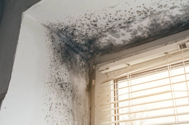 Affordable Mold Cleanup solutions in Naperville, IL